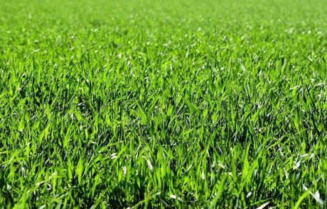 למה דשא סינטטי זו הבחירה הנכונה?